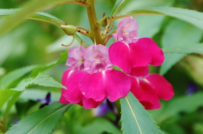 鳳仙花扦插技巧