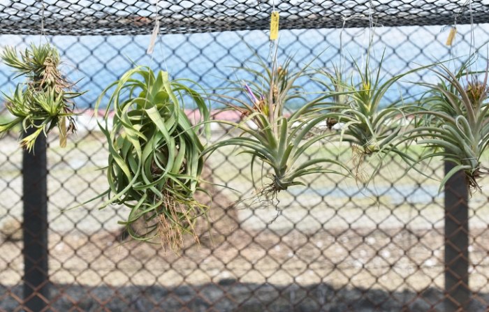 鳳梨種多久才會結果