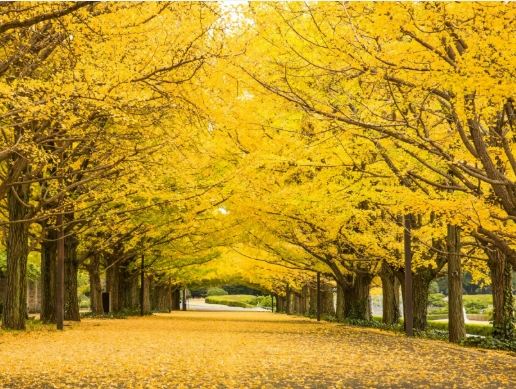 銀杏樹生長條件