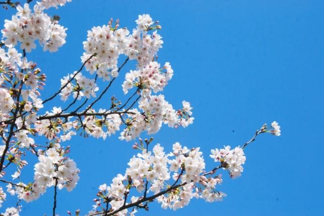 賞櫻季節