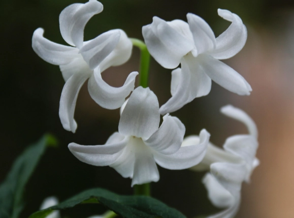 白色風信子花語