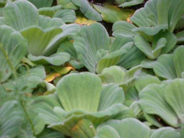 水芙蓉葉子溶解