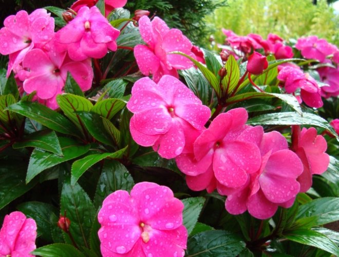 鳳仙花栽培步驟