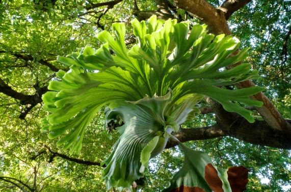 鹿角蕨生長方向