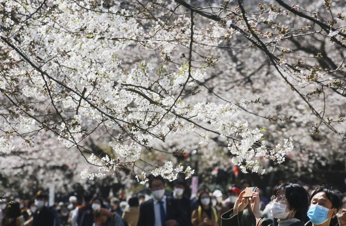 東京櫻花開花時間