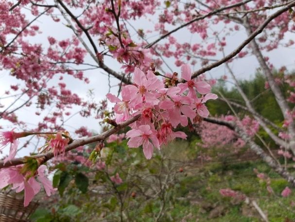 阿里山賞櫻攻略