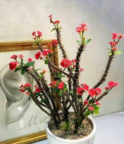 虎刺梅養護技巧