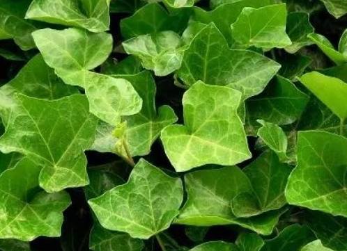 常春藤種植方式