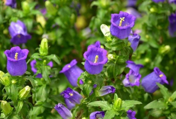 台灣藍色花景點