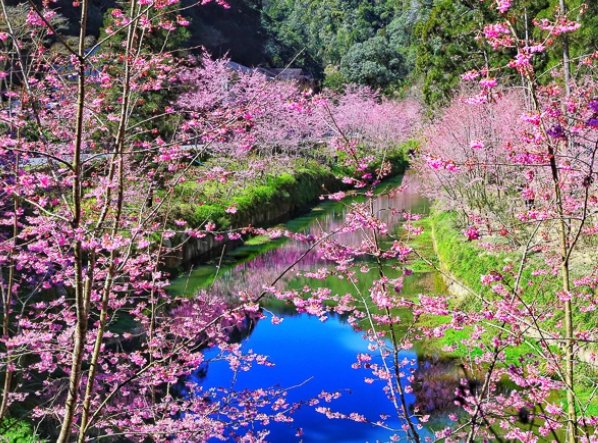 寒櫻開花時間 寒櫻開花時間