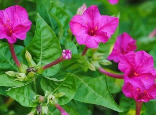 紫茉莉養護方法