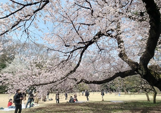 東京櫻花最佳觀賞地點