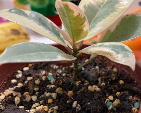 斑葉橡膠樹常見問題