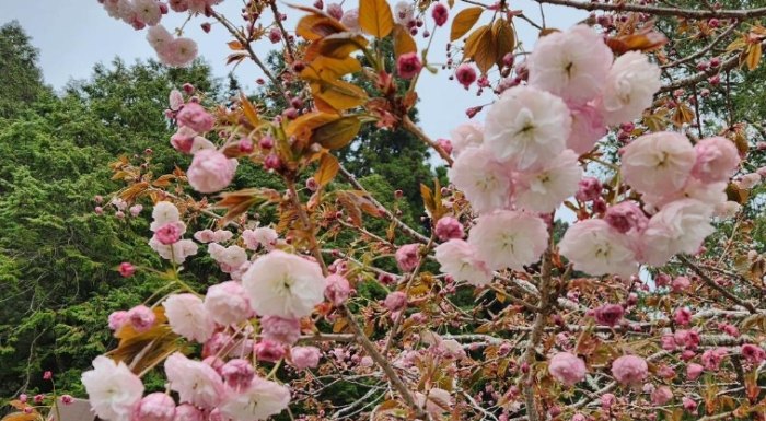 阿里山賞櫻攻略