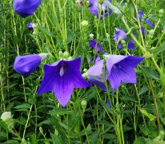 桔梗花開花時間