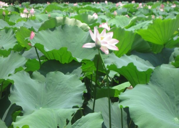 水芙蓉養護技巧