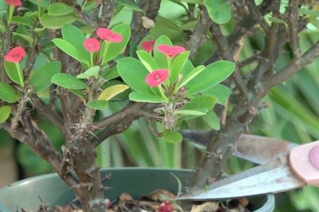 虎刺梅修剪方法