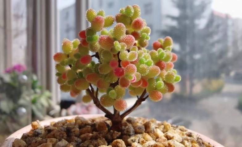 蜜橘糖球多肉照顧