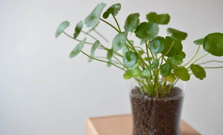 銅錢草種子發芽