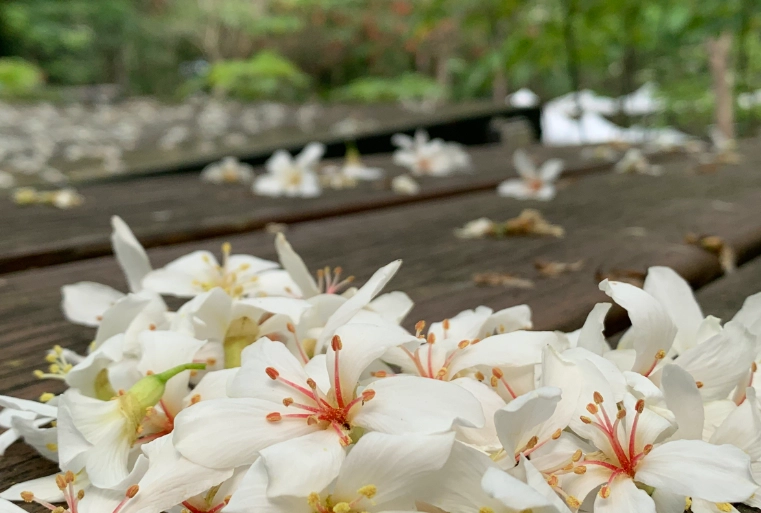 油桐花步道推薦
