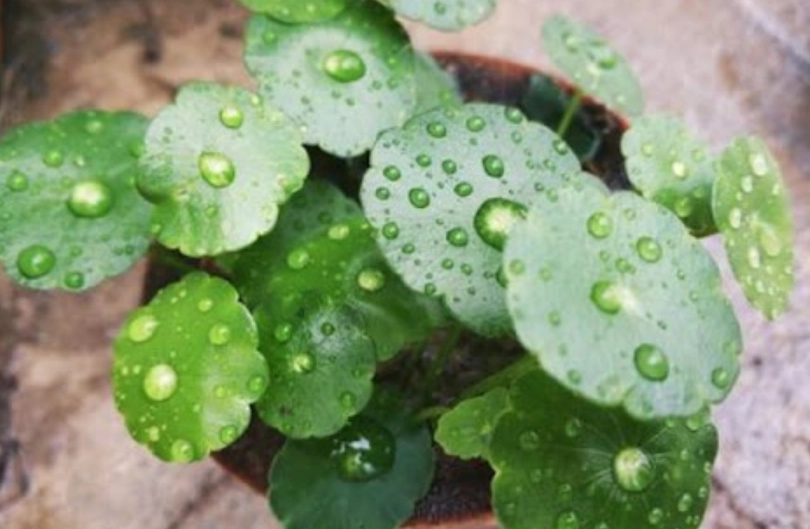 銅錢草種植方法