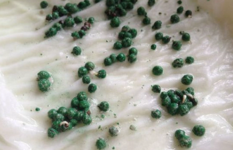 銅錢草種植方法