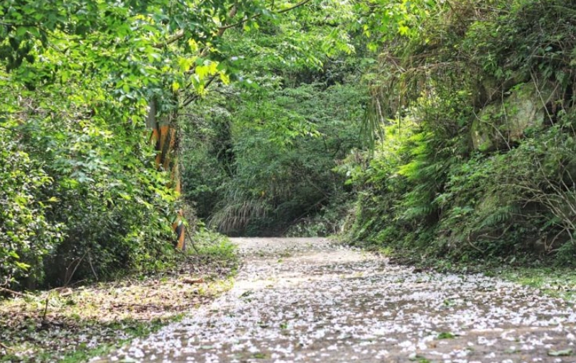 油桐花步道推薦