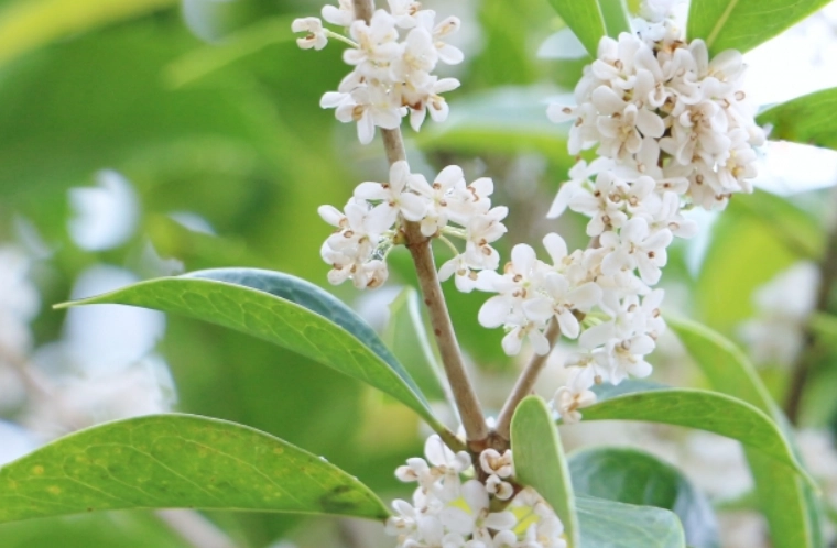 銀木犀花语含义