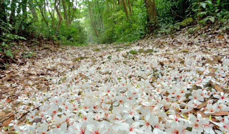 油桐花步道推薦