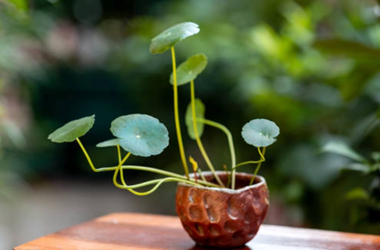 銅錢草種子怎麼種