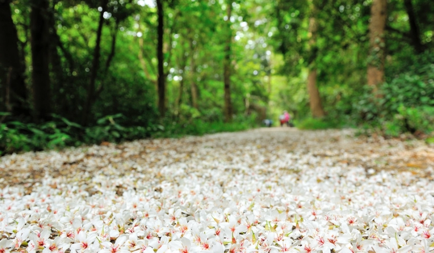 油桐花步道推薦