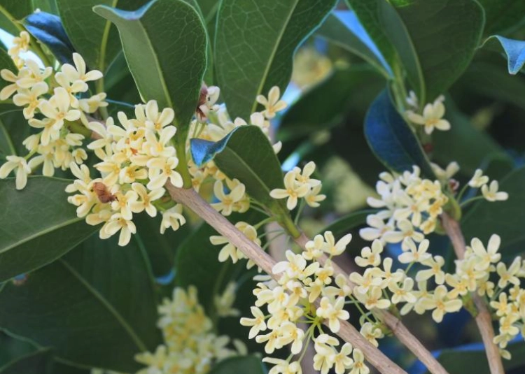 銀木犀花语含义