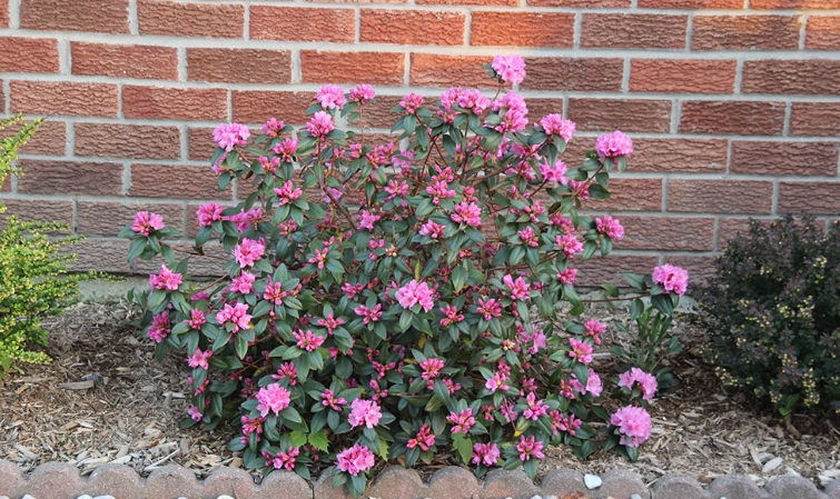 杜鵑花養護技巧