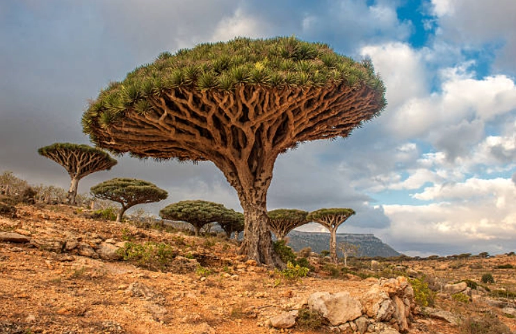 龍血樹 室內植物
