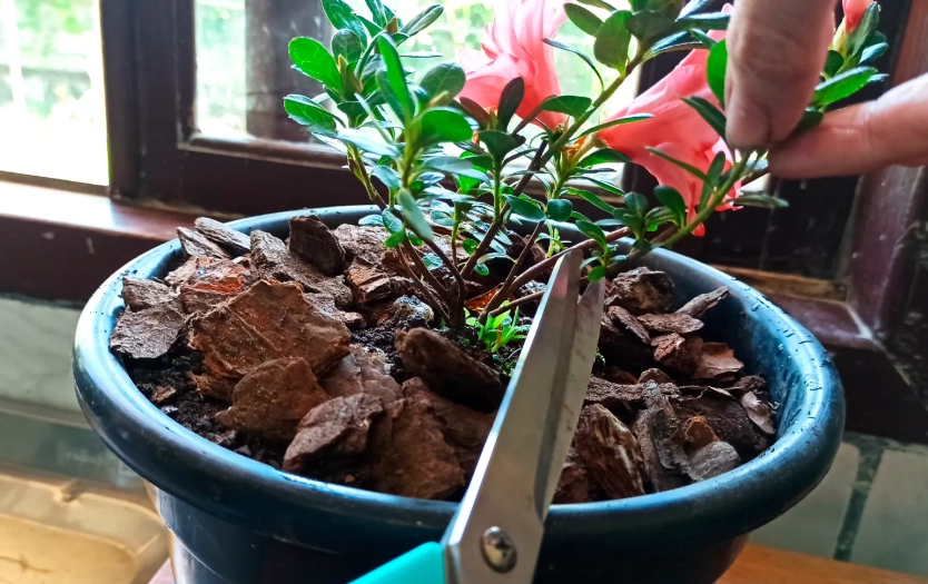 杜鵑花種植方法