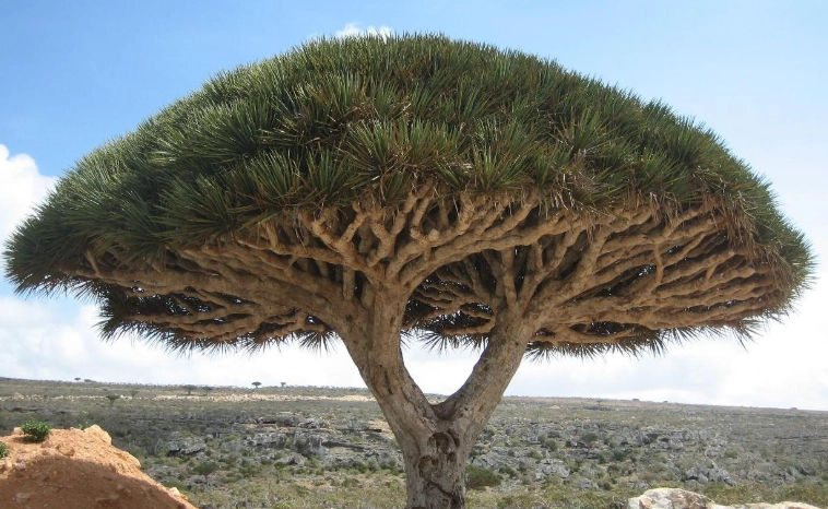 尤加樹龍血樹 照顧