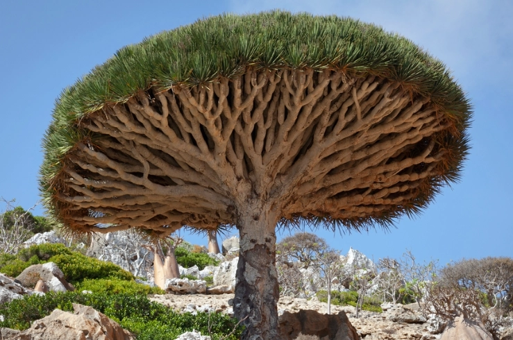 龍血樹 室內植物