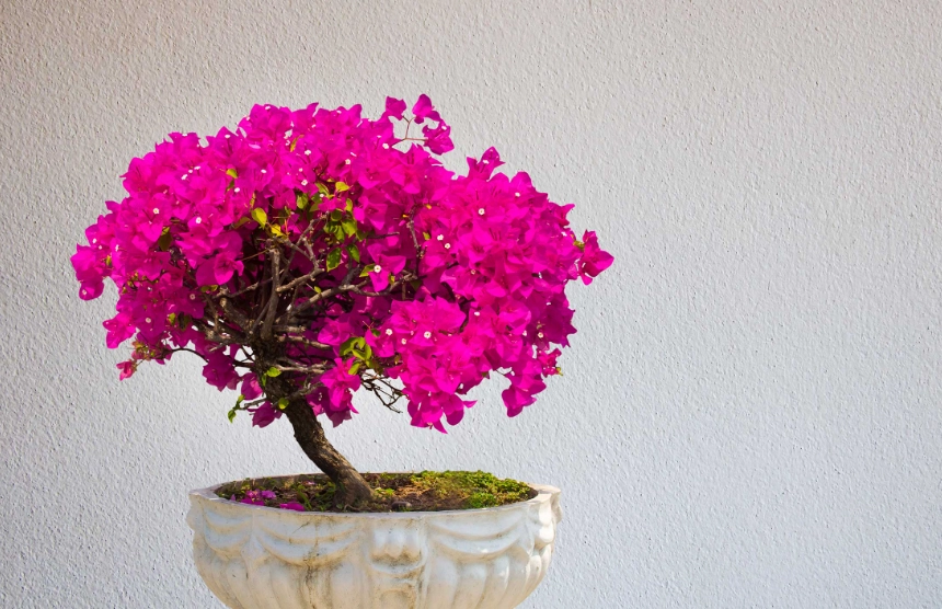 杜鵑花種植方法