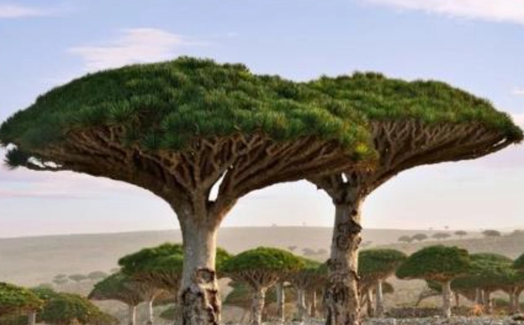 尤加樹 養殖方法