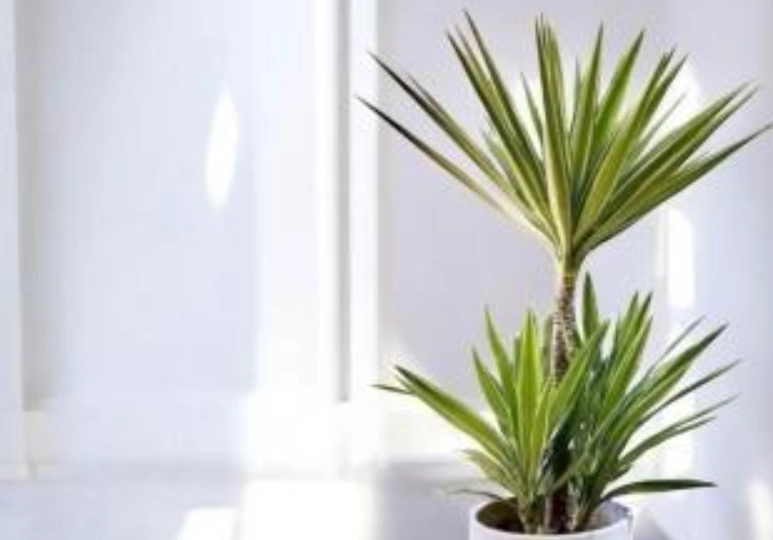 斑葉尤加照顧方法