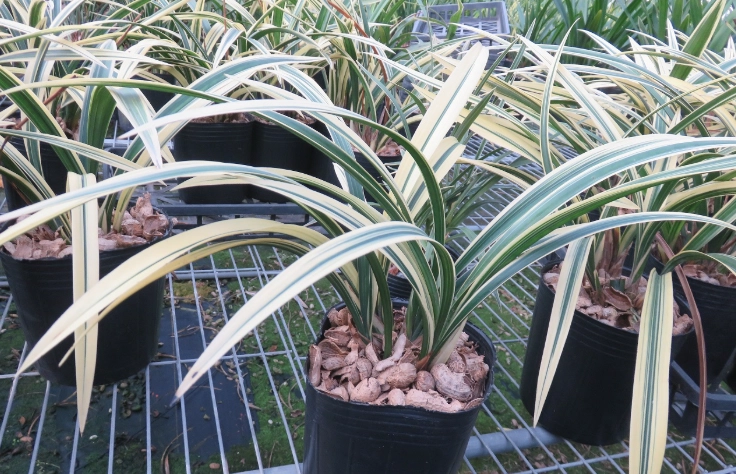 國蘭病蟲害防治