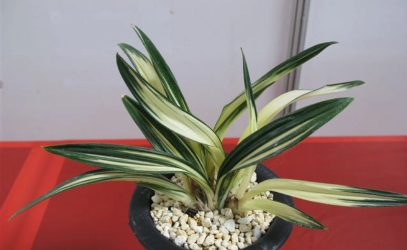 國蘭病蟲害防治