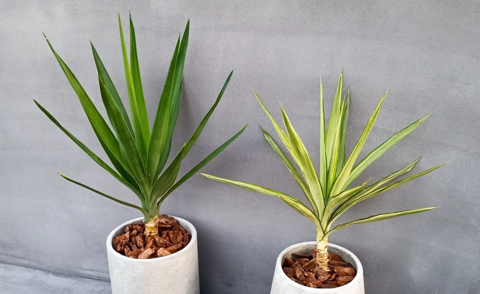 斑葉尤加常見問題