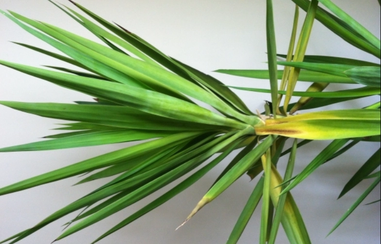 斑葉尤加養護技巧