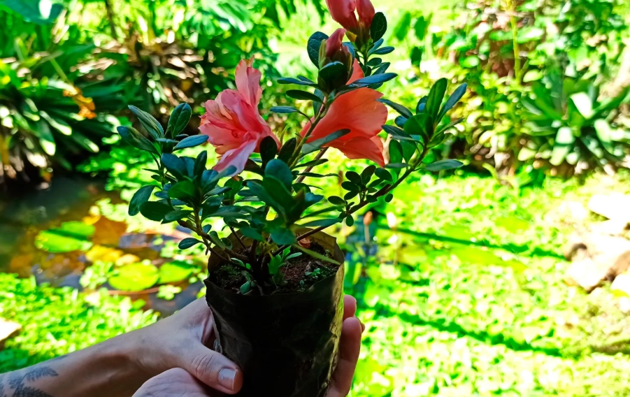 杜鵑花養護技巧