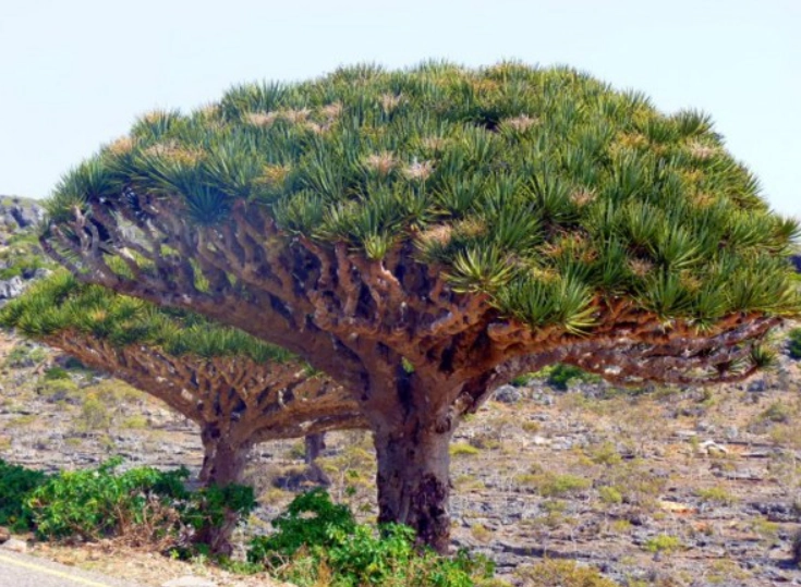 尤加樹 養殖方法