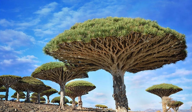 尤加樹龍血樹 照顧