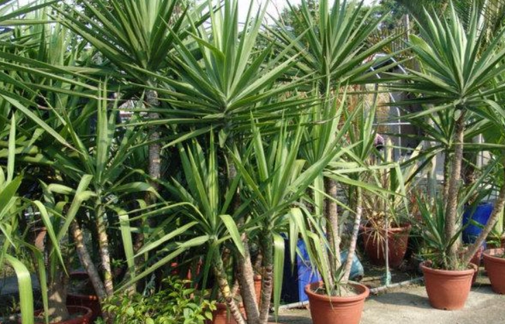 斑葉尤加常見問題