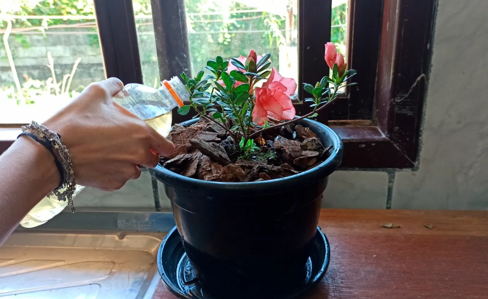 杜鵑花種植方法