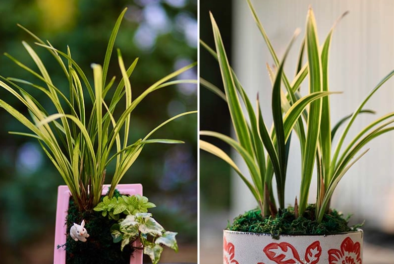 國蘭病蟲害防治